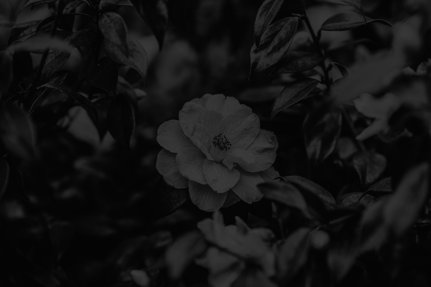 Spring Flower